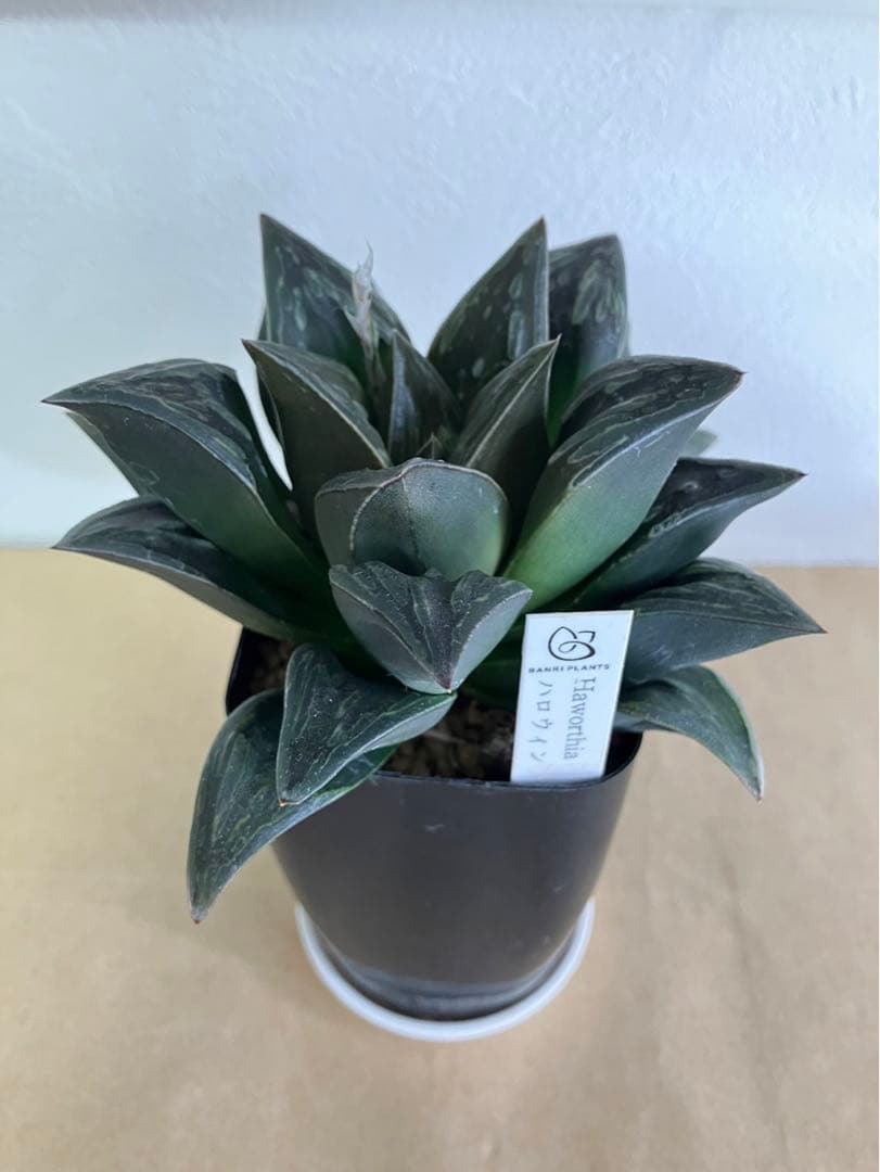 ハオルチア　ハロウィン　親株サイズ