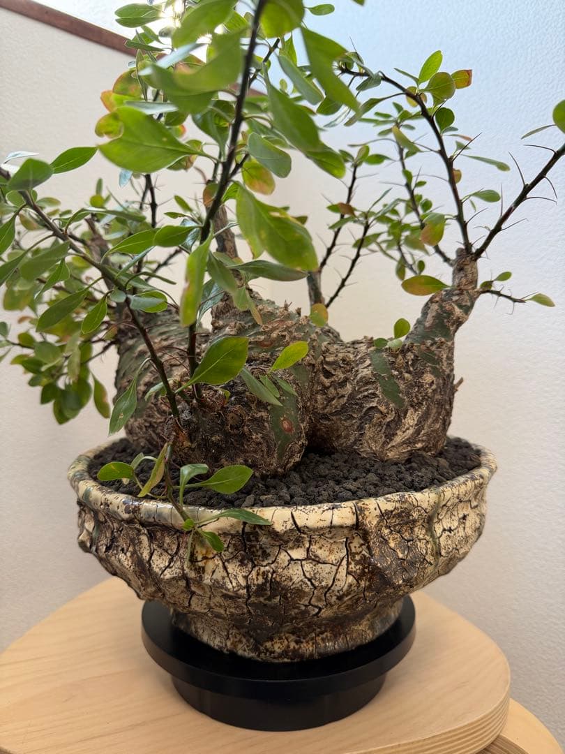 激レア　フォークイエリア　ファシクラータ　5頭