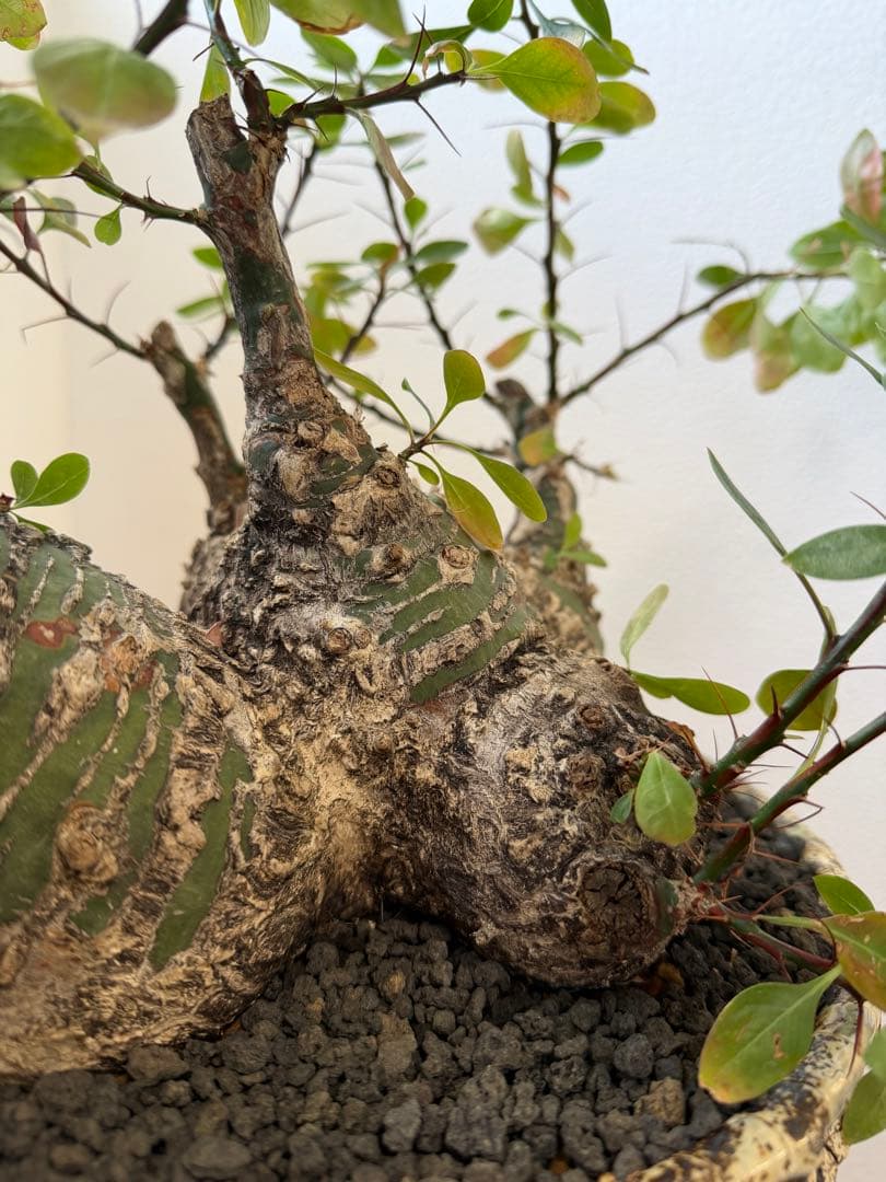 激レア　フォークイエリア　ファシクラータ　5頭