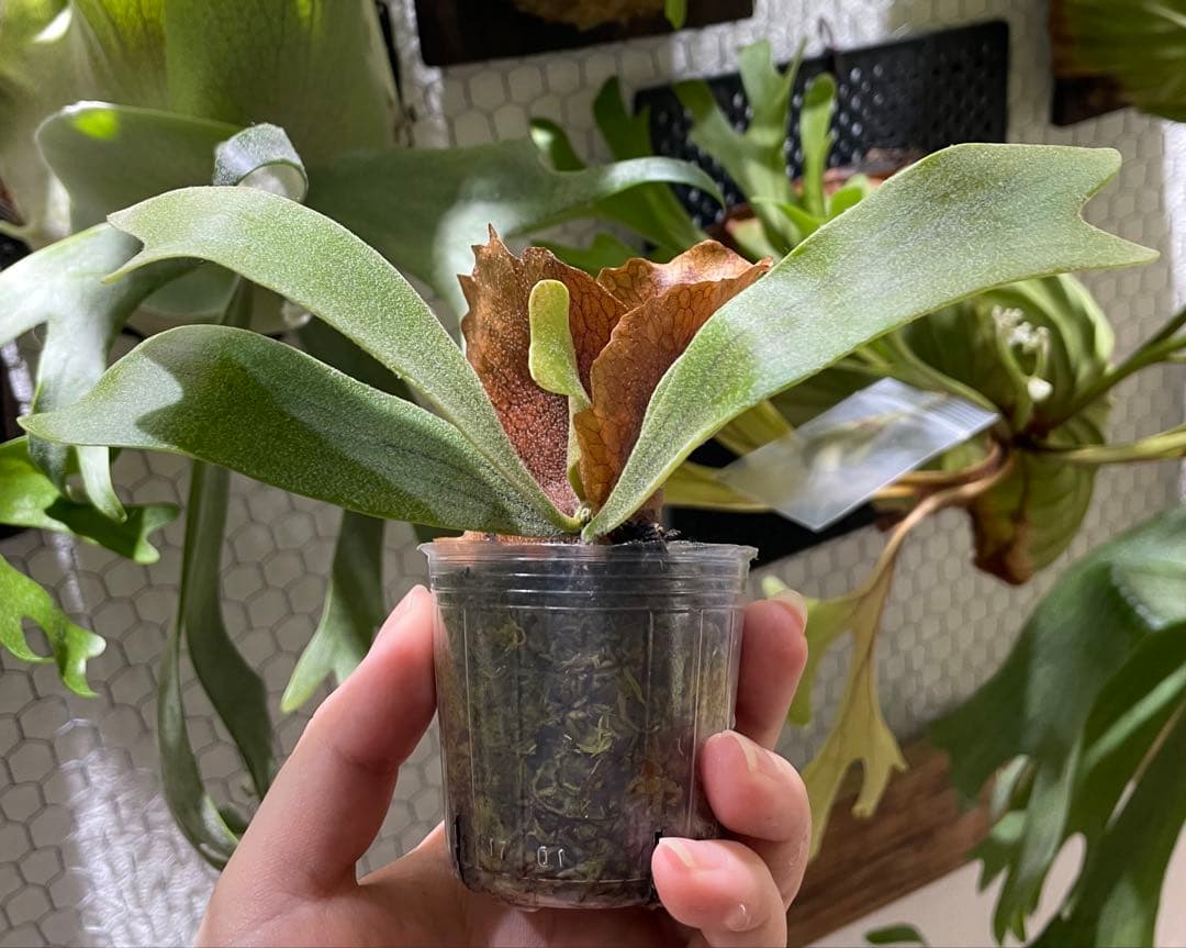 ビカクシダ　胞子培養株　大きめ5種セット