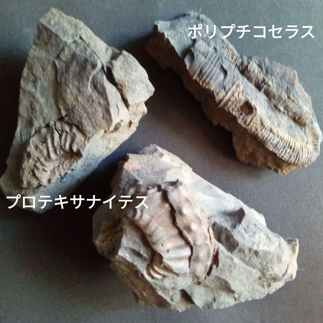 九州産　アンモナイト　ポリプチコセラス　希少