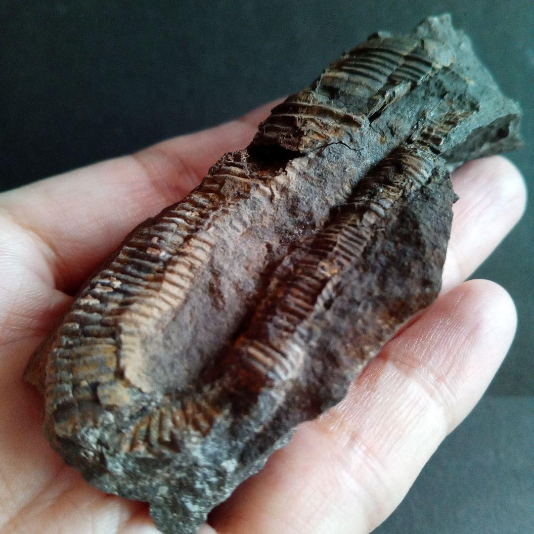 九州産　アンモナイト　ポリプチコセラス　希少