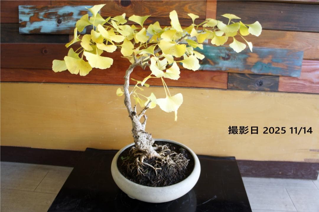 盆栽 『イチョウ』 紅葉 インテリア 観葉植物 ガーデニング 送料無料 b185