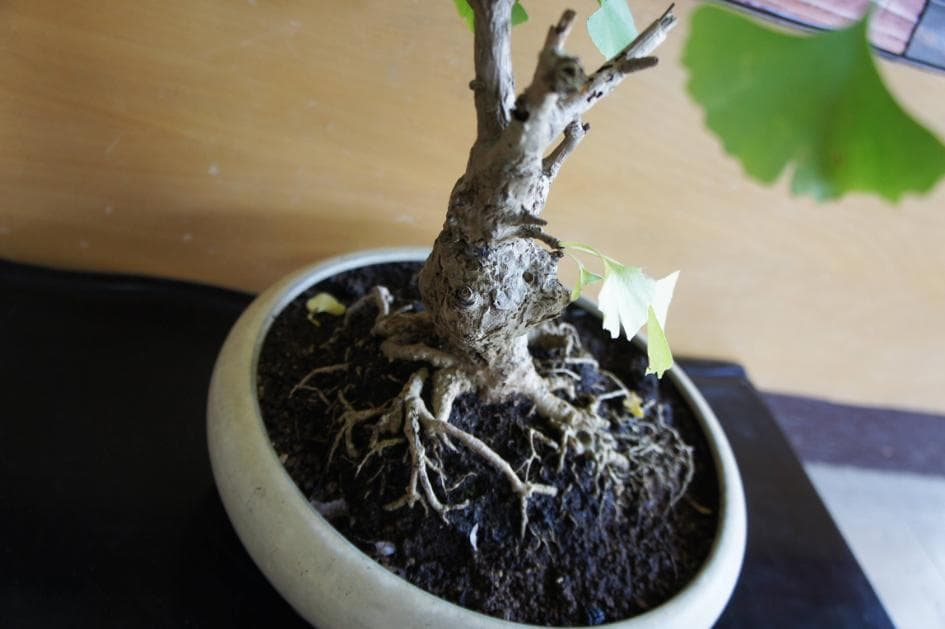 盆栽 『イチョウ』 紅葉 インテリア 観葉植物 ガーデニング 送料無料 b185