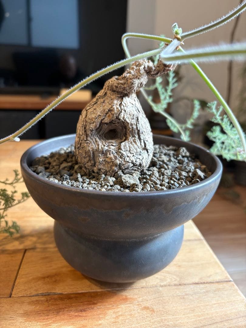 ペラルゴニウム トリステ 作家鉢 冬型塊根植物