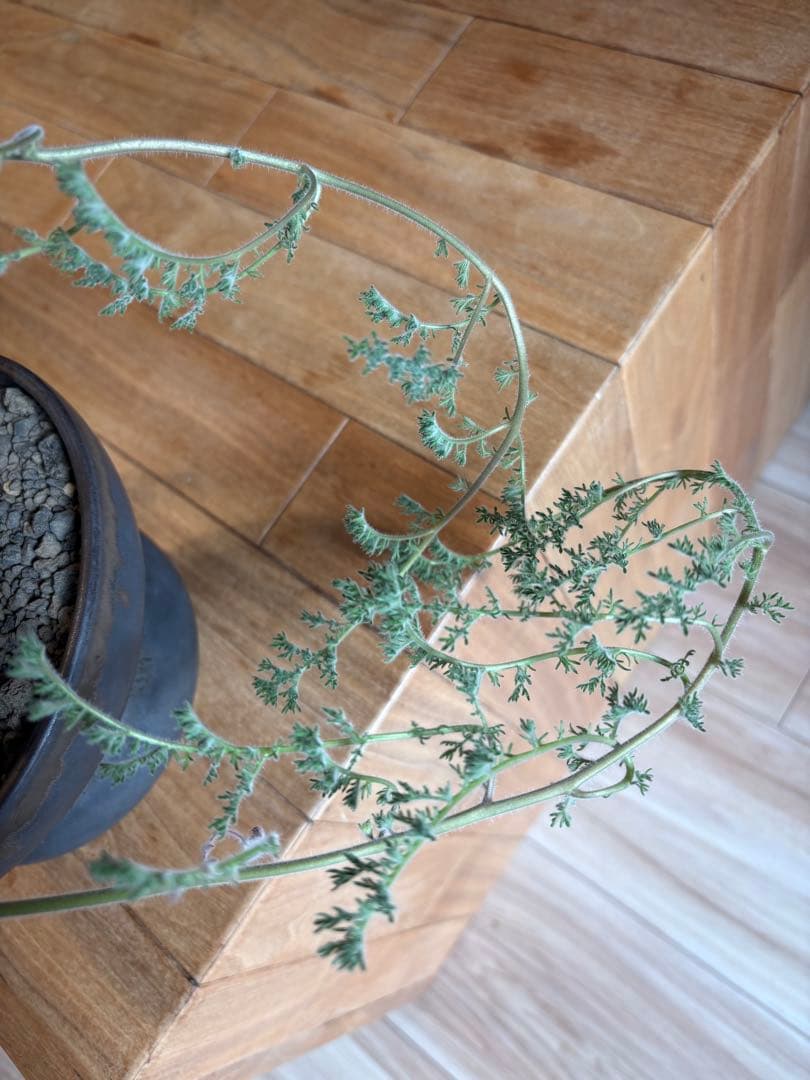 ペラルゴニウム トリステ 作家鉢 冬型塊根植物