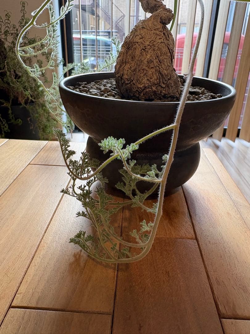 ペラルゴニウム トリステ 作家鉢 冬型塊根植物