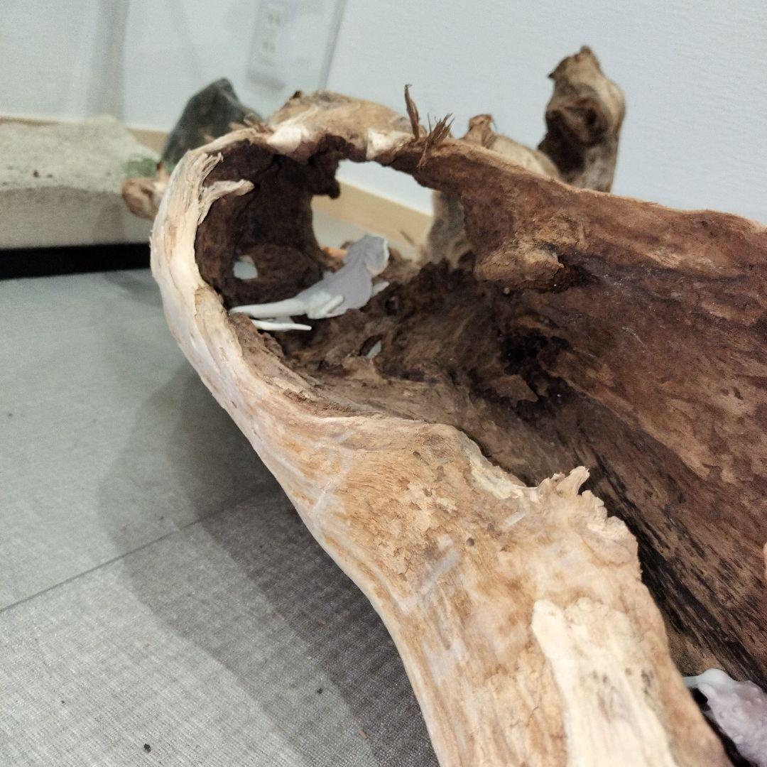 【No.901】超大型シェルター流木　爬虫類レイアウト✫