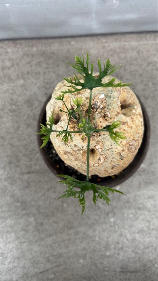 アデニア ペリエリ