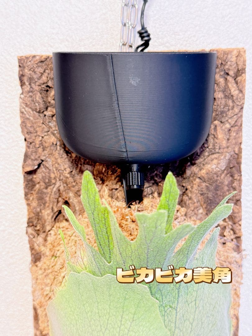 板付けビカクシダ専用　ドリップ式給水器 改良版　大サイズ150ml