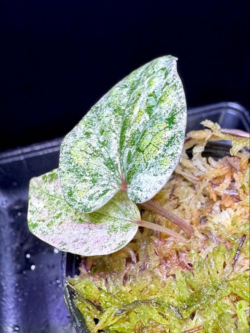 専用❣️超希少Piper ornatum Pink Variegated ピペル