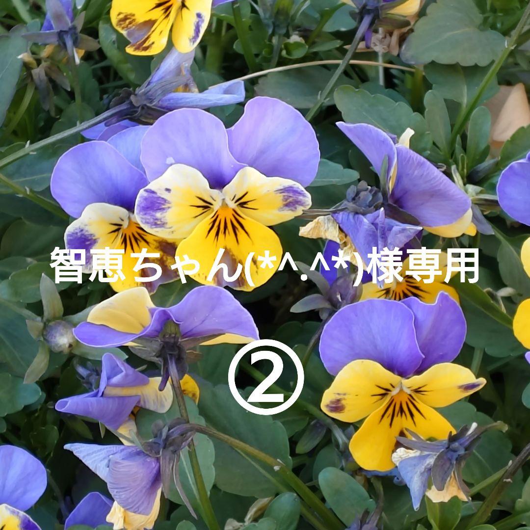 智恵ちゃん(*^.^*)②