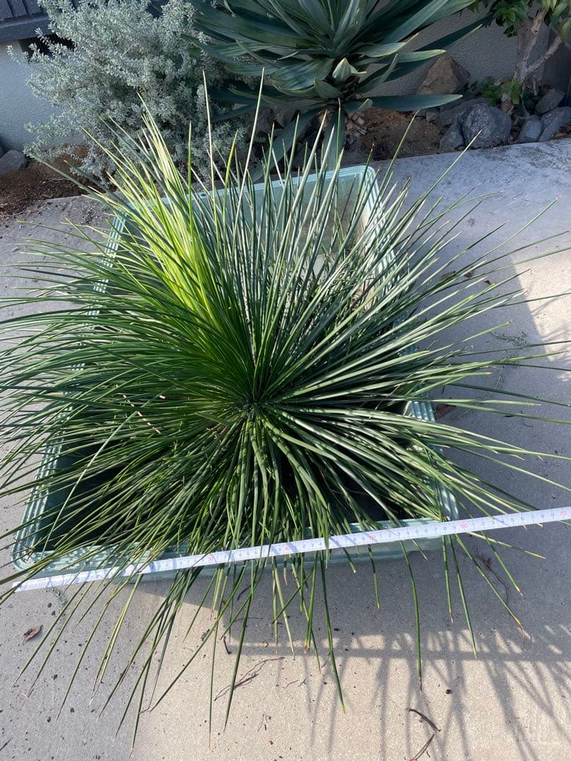 超特大　観葉植物　アガベ　ジェミニフローラ