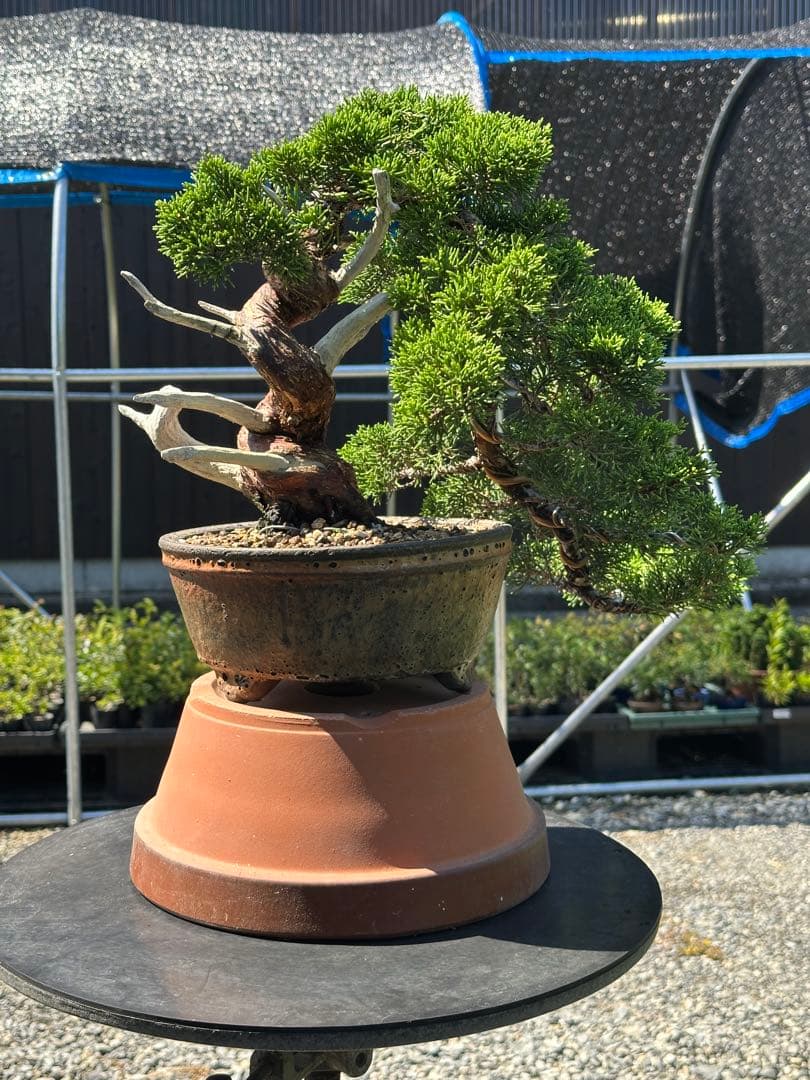 盆栽 糸魚川真柏 半懸崖 太幹-3