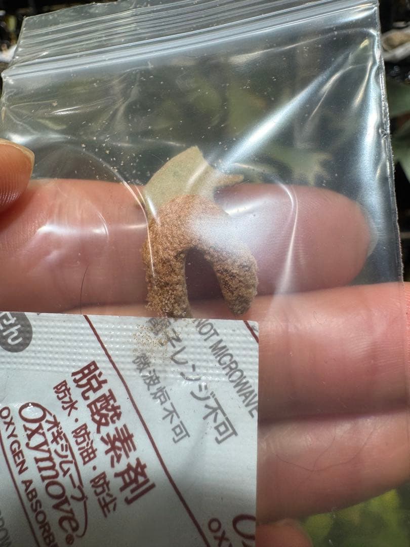 胞子　willinckii cv 伊右衛門　ビカクシダ