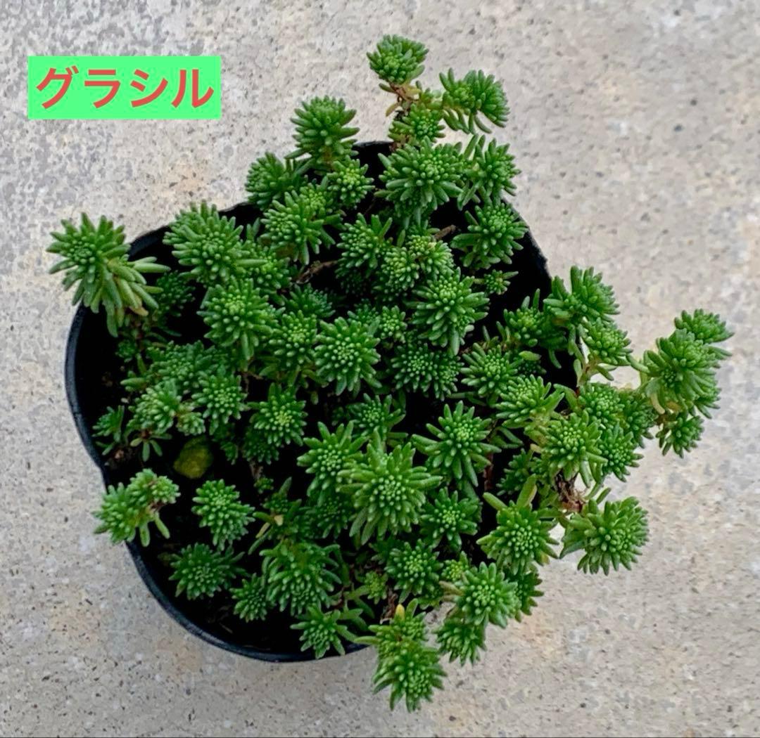 超レア！グラシル　多肉植物　6cmポット　抜き苗　いちかわふぁーむさん