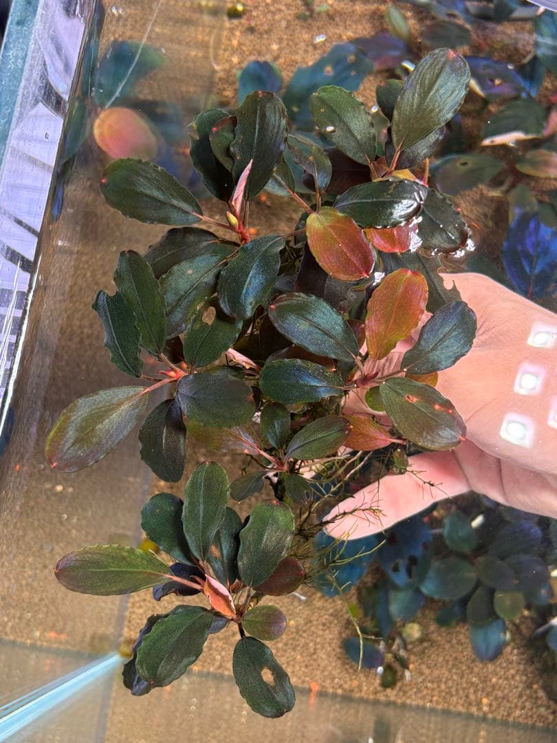 ブセファランドラ　レッドバード　10株以上