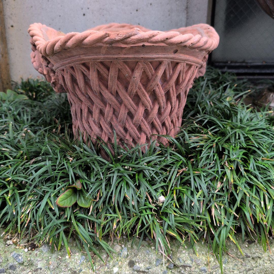 テラコッタ鉢　テラコッタ植木鉢　楕円形　　お買い得　希少　バラクラ購入 大サイズ