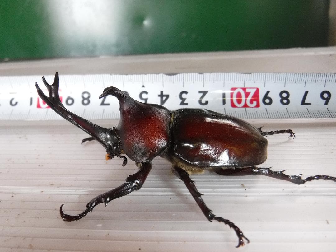 カブト虫マット：発酵熟成竹②：成虫・幼虫飼育用：３００ℓ