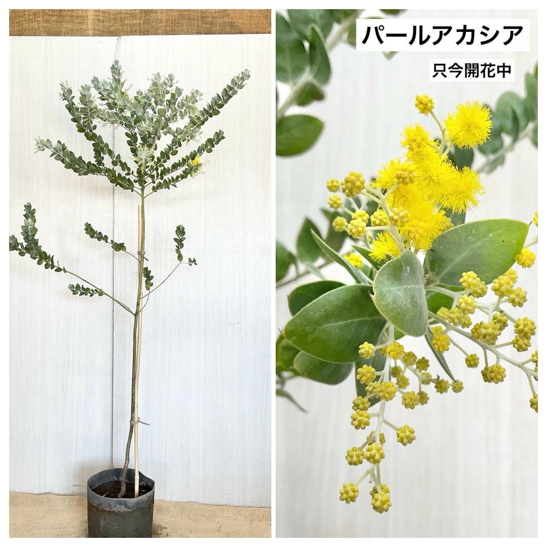 パールアカシア/ 63
