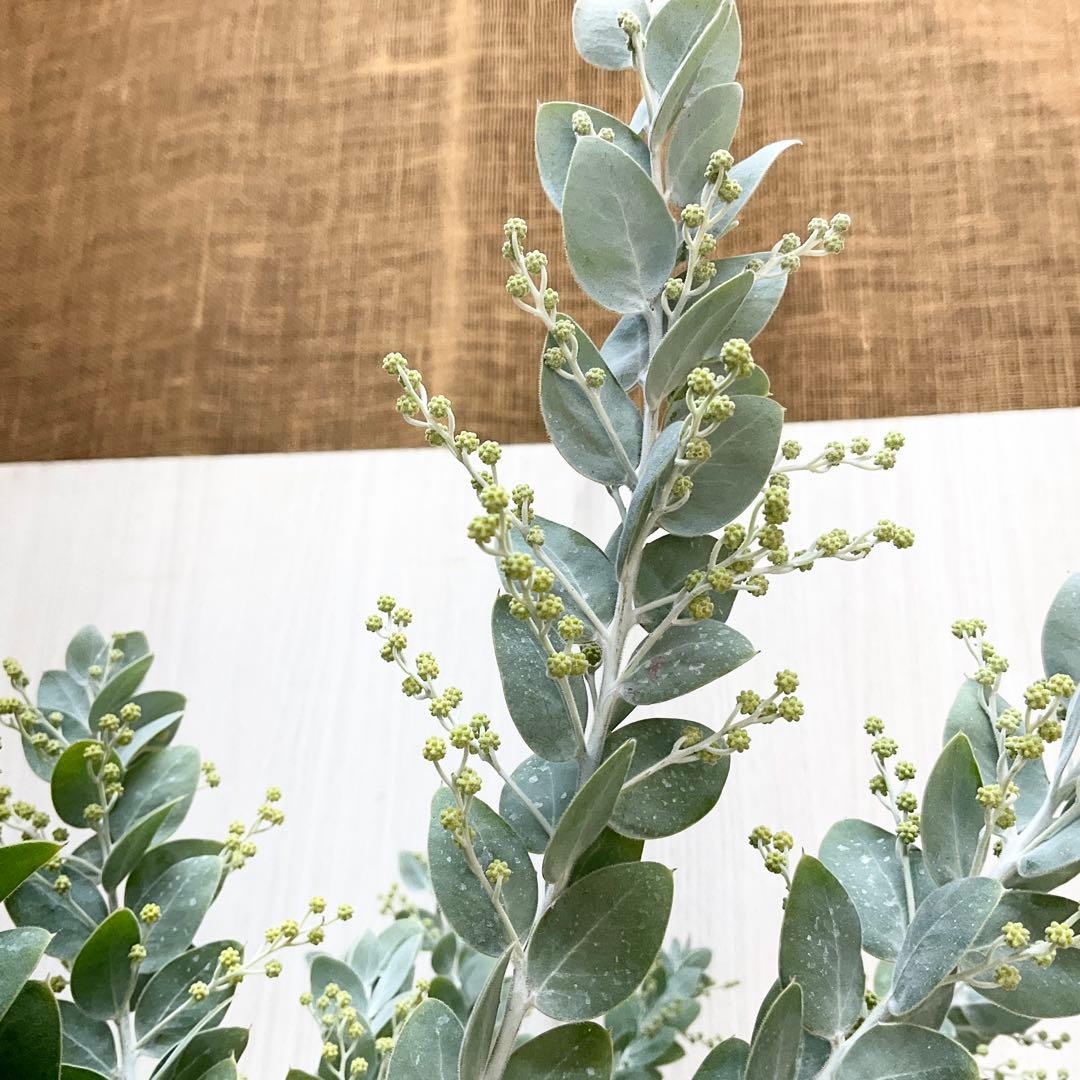 パールアカシア/ 63