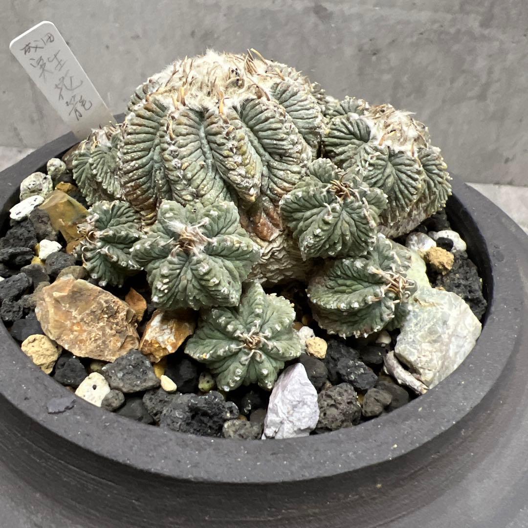 アズテキウム【花籠】サボテン实生