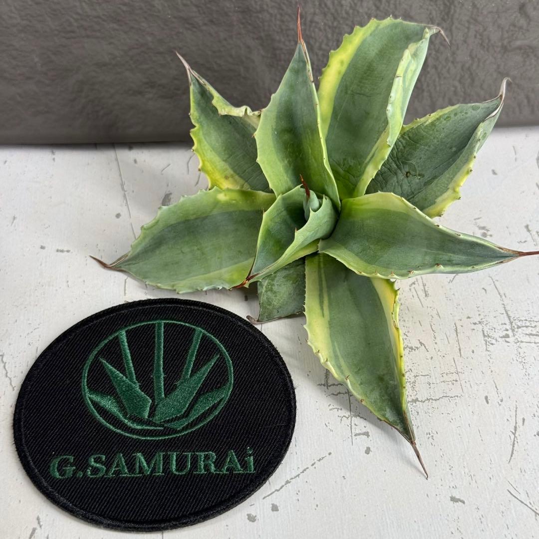 ゴ*ナ様 【アガベ オバティフォリア“オルカ”】地植え/-18℃まで/極上　L2