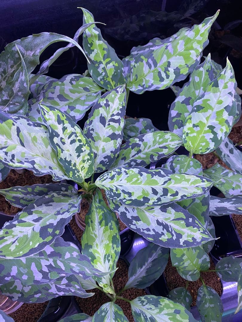 アグラオネマ ピクタム ラプラス【箱個体】【AZ0213-5c】【子株】