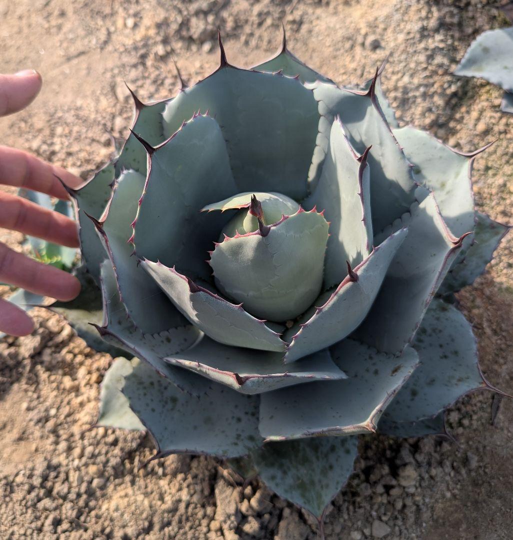 アガベ パリー トランカータ 実生株｜短葉ドワーフタイプ｜直径35cm・葉数多