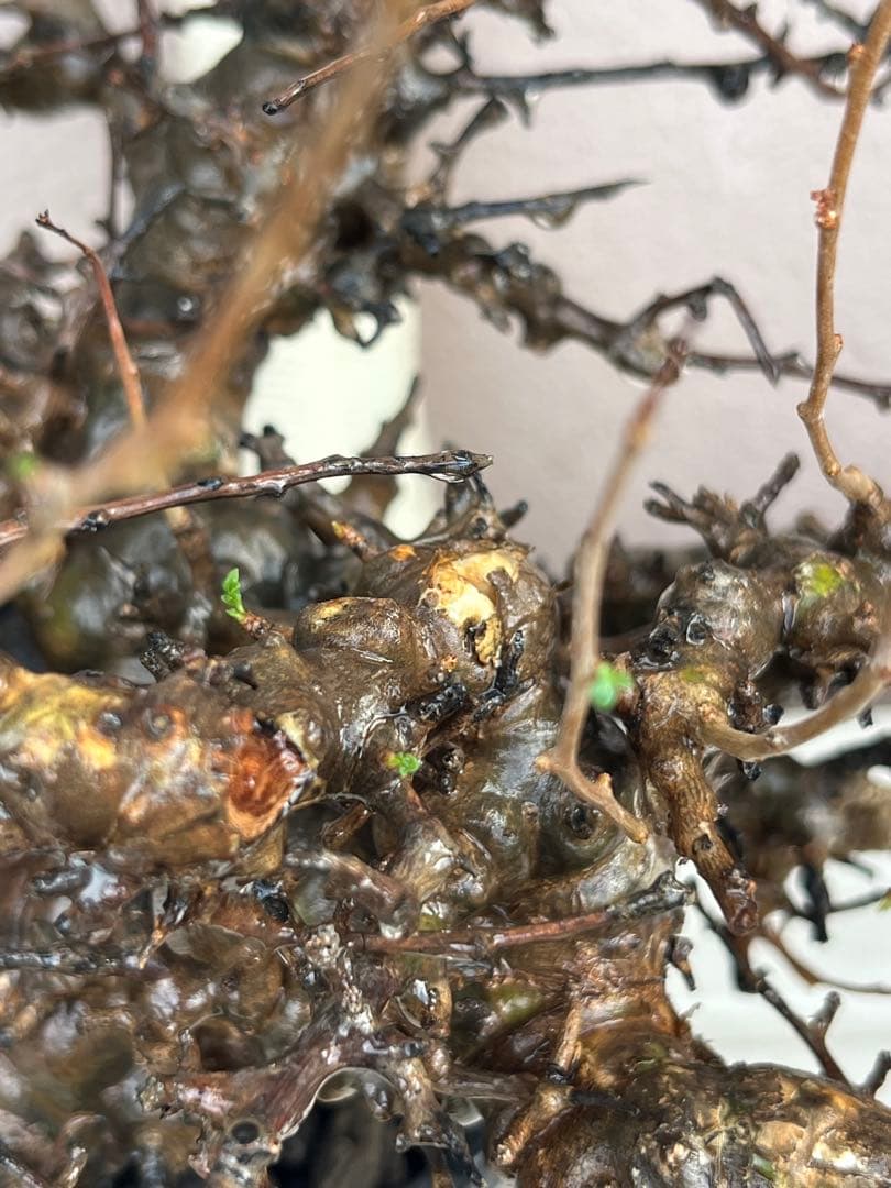 【マッスル坊主】コミフォラ エイル 特大 現地球 発根済