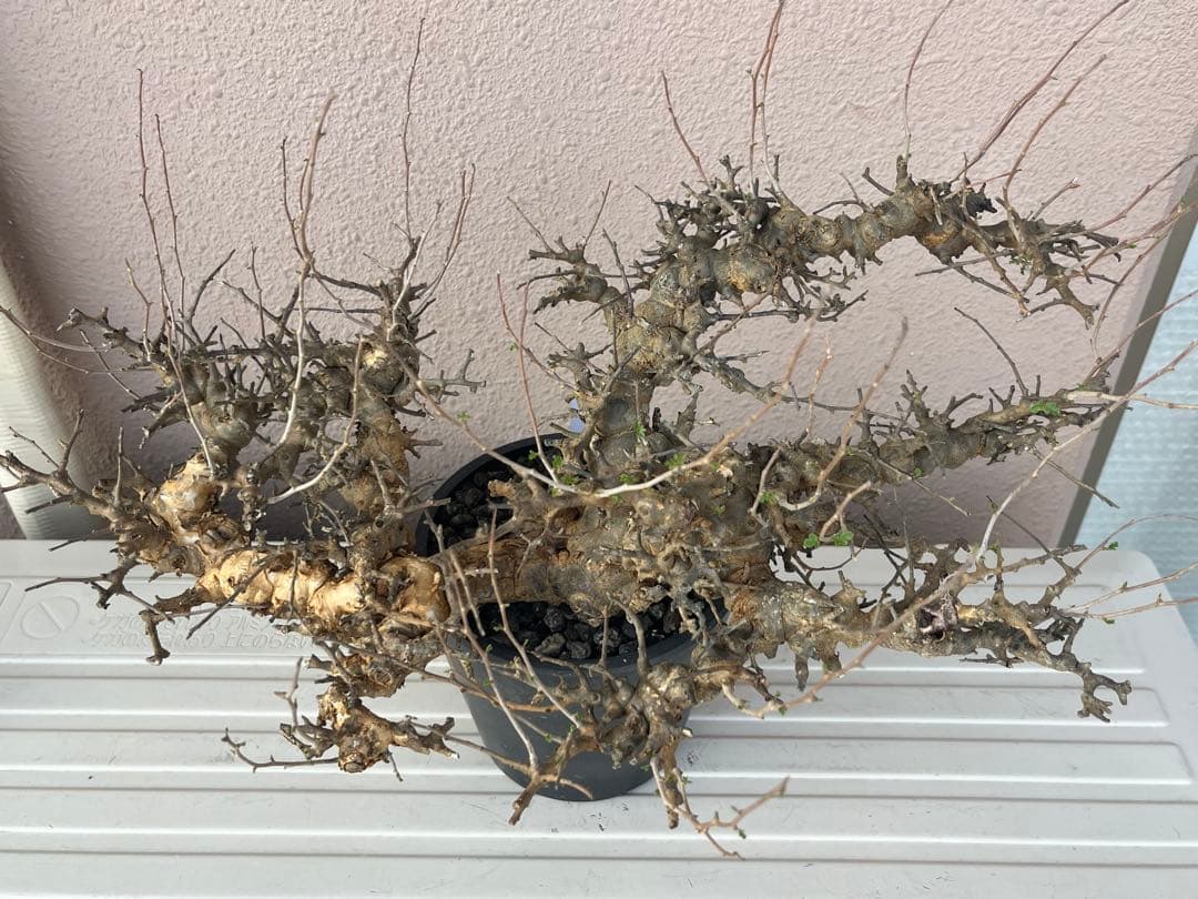 【マッスル坊主】コミフォラ エイル 特大 現地球 発根済