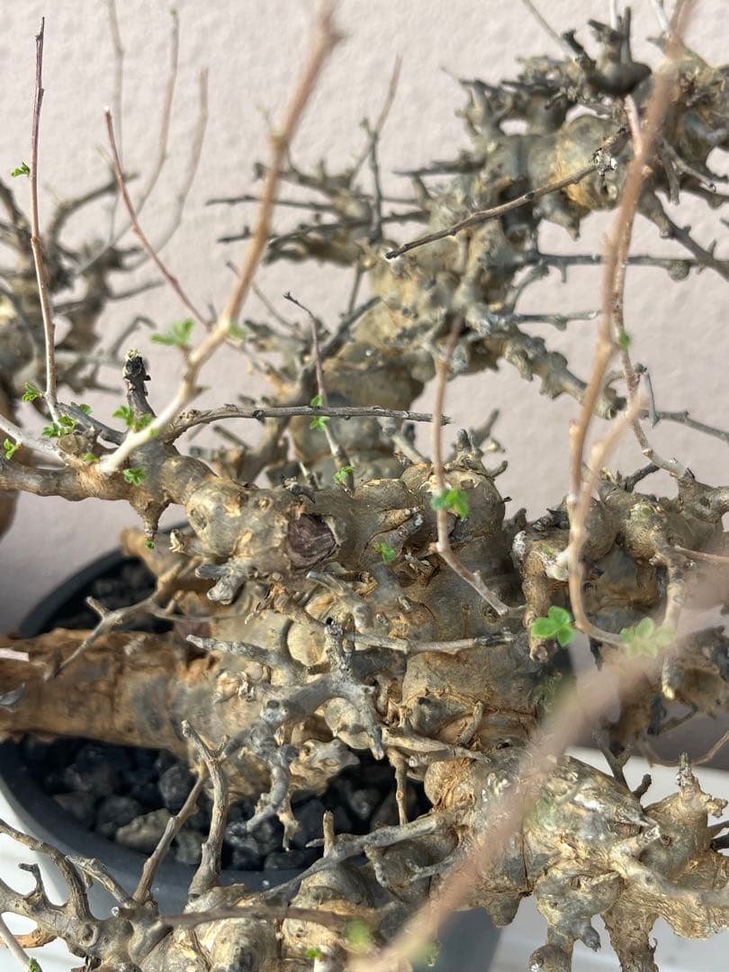 【マッスル坊主】コミフォラ エイル 特大 現地球 発根済