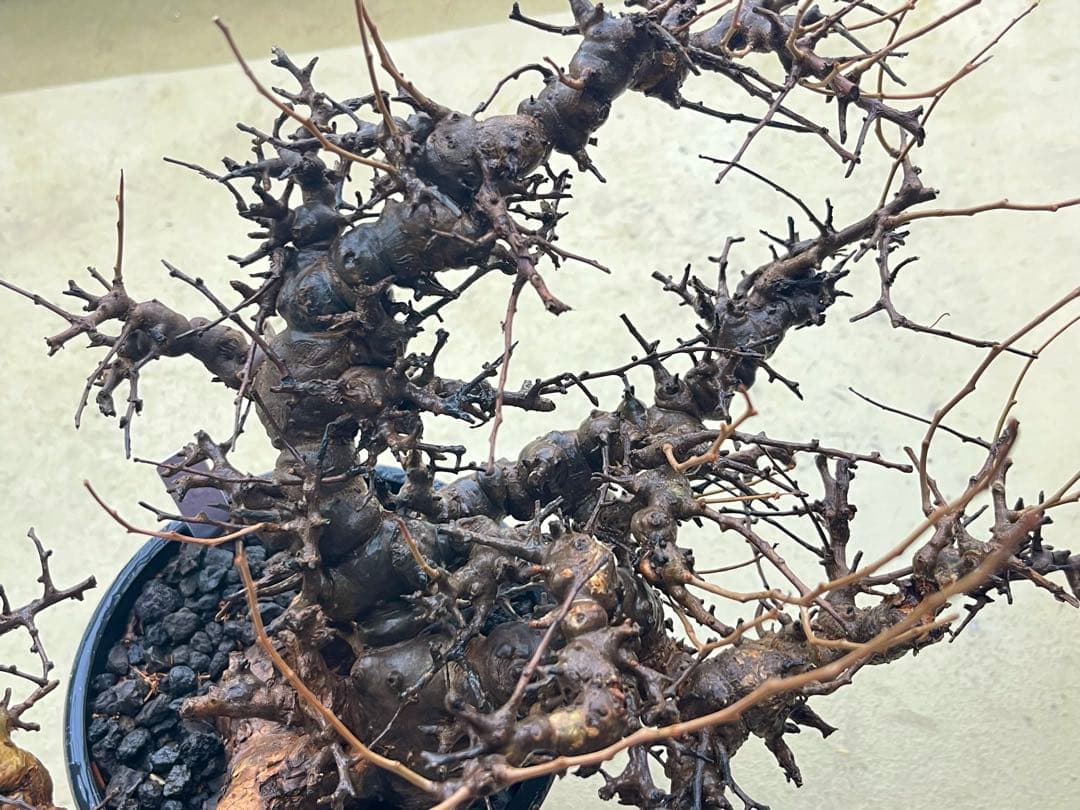 【マッスル坊主】コミフォラ エイル 特大 現地球 発根済