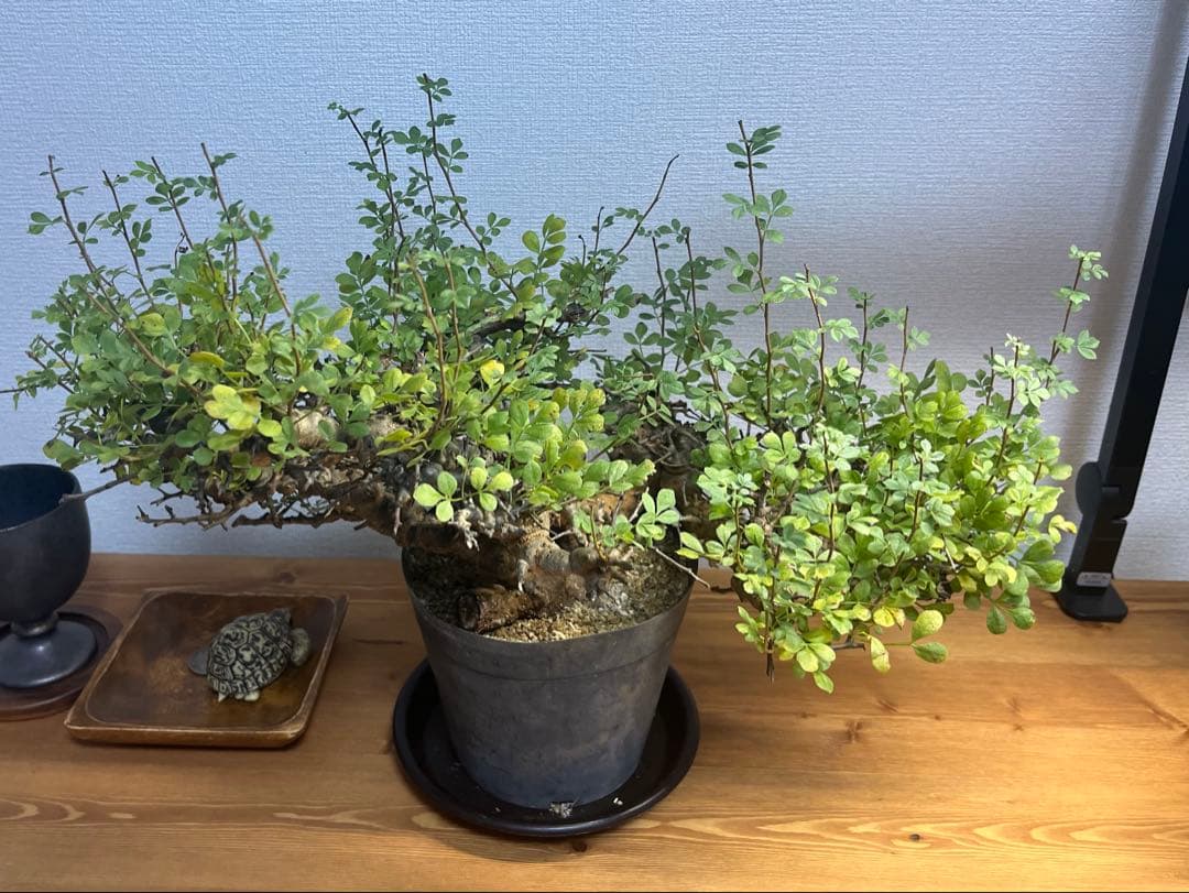 【マッスル坊主】コミフォラ エイル 特大 現地球 発根済