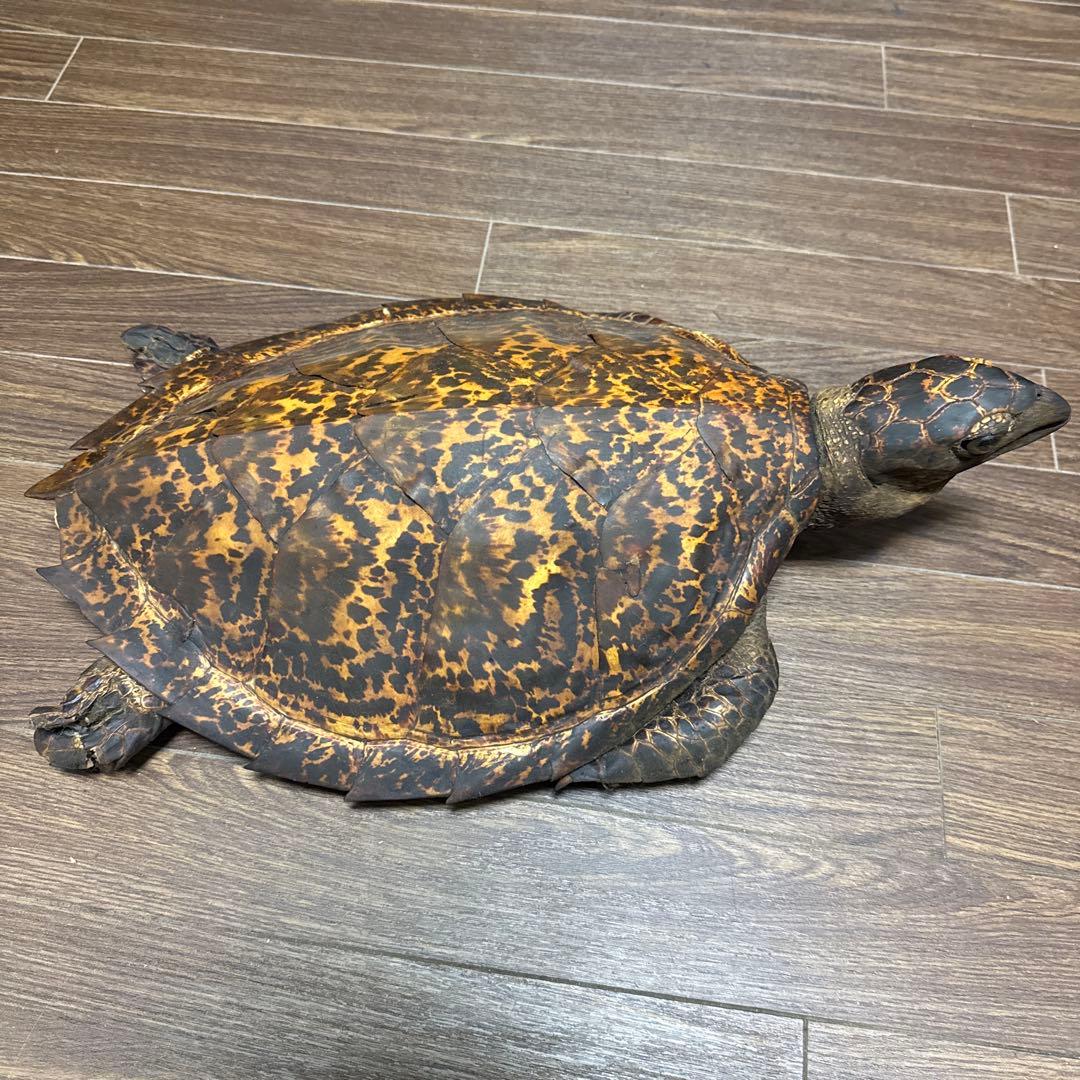 リアルな亀の置物中型カメ 茶色と黒の斑点模様