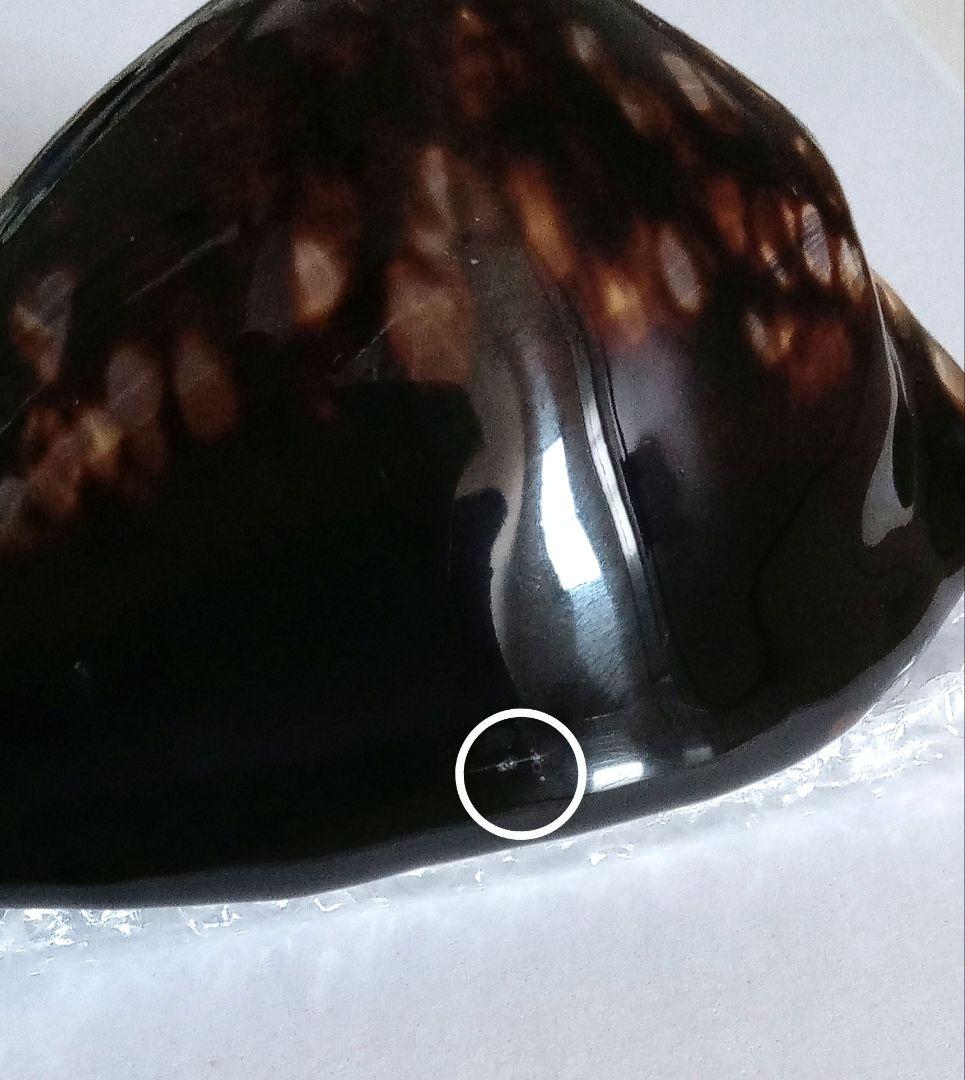 【希少　1点限定　過去最大殻高】殻高ハチジョウダカラ　標本　貝殻　タカラガイ