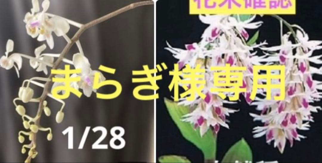 まらぎ　アメジストグロッサム　セレベンシス