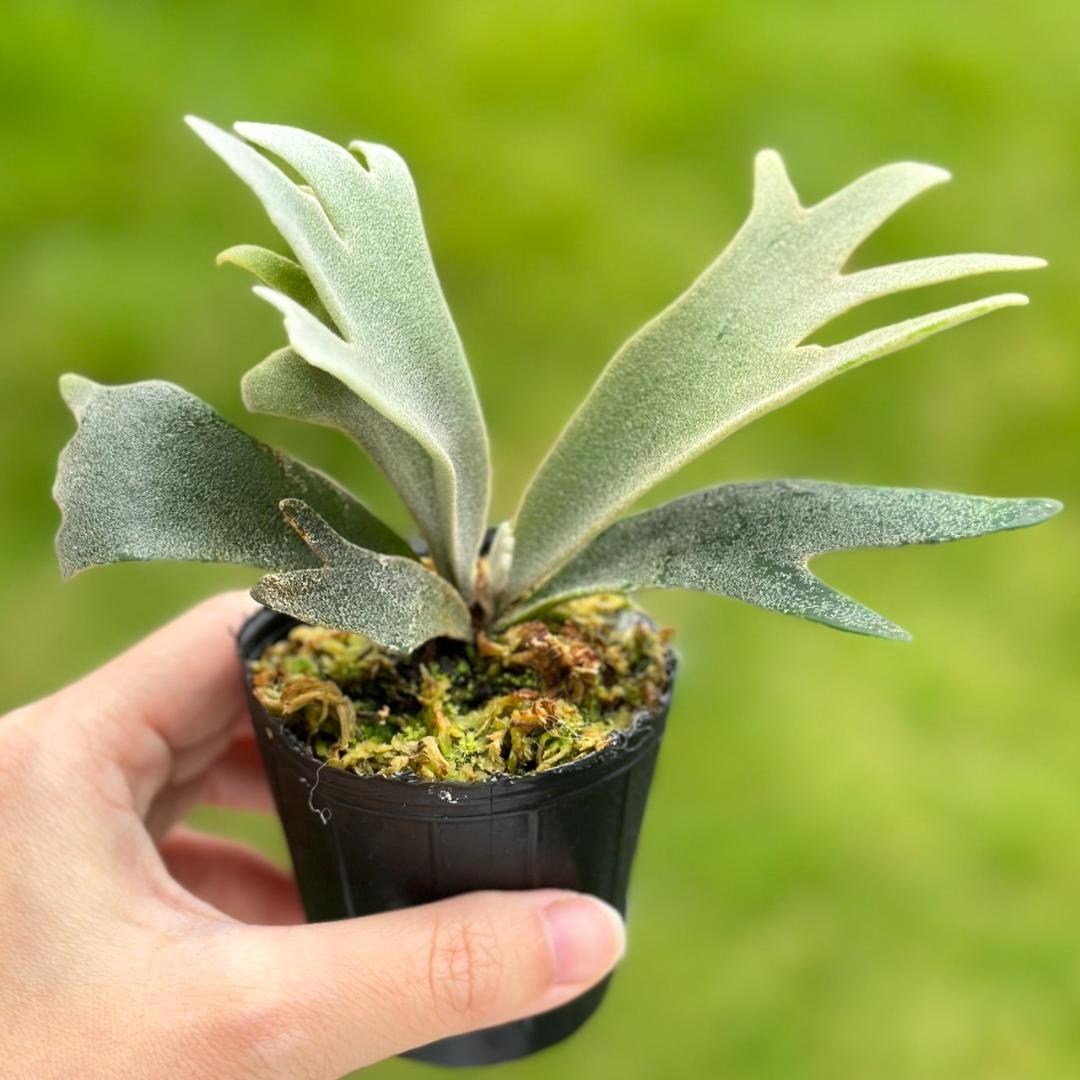 P. willinckii ’Jenny’ TC 2831