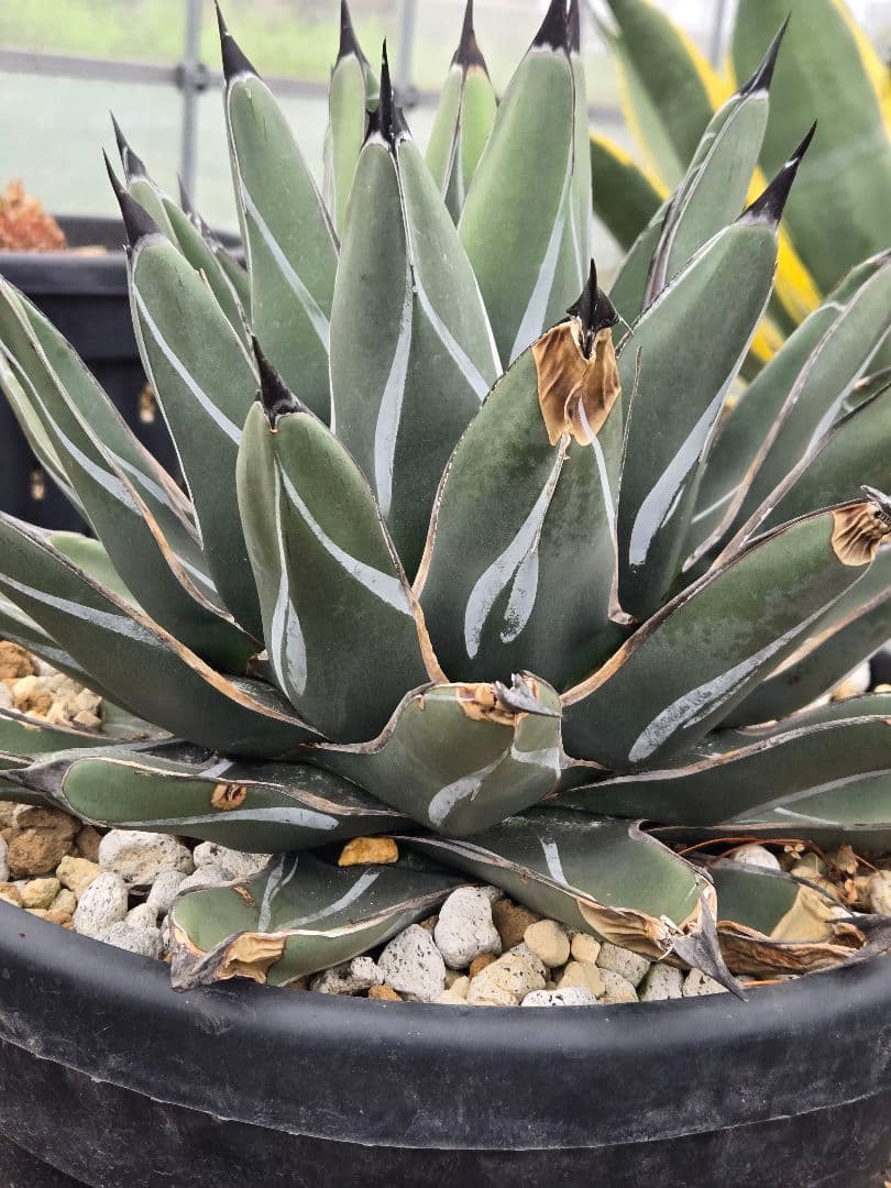 笹の雪　ニッケルシー