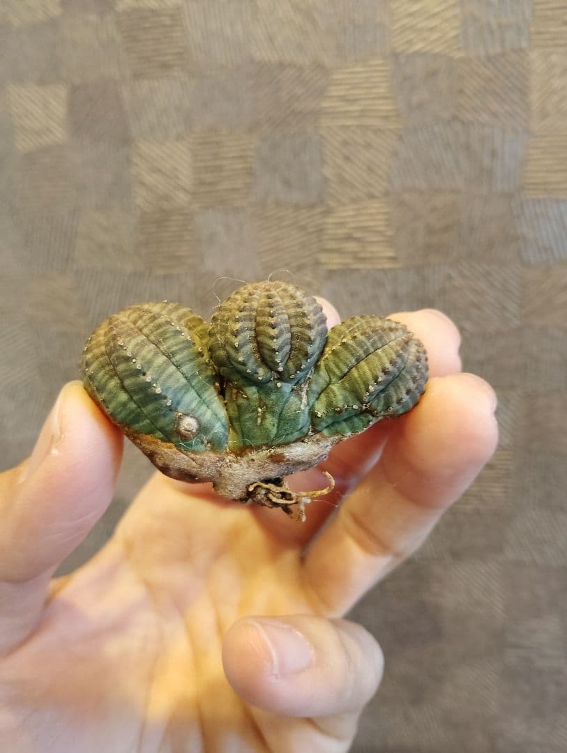 特選 ユーフォルビア オベサ 多頭 3ヘッド