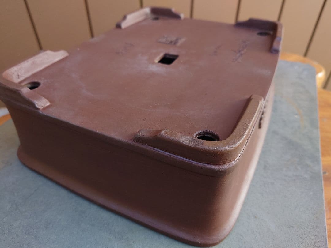 盆栽　鉢　緑巳斉春松　四三四号　在位五拾周年記念　幅31cm