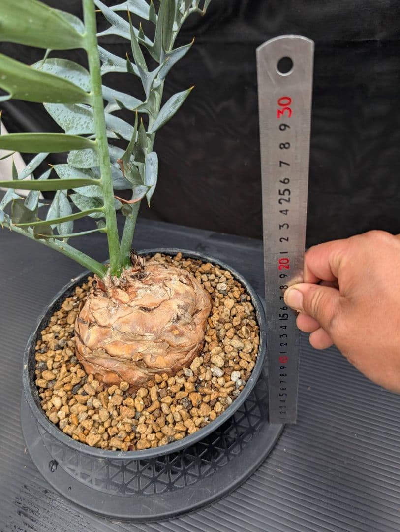 19 エンセファラルトス ホリダス オレンジ肌 特大 葉性最高