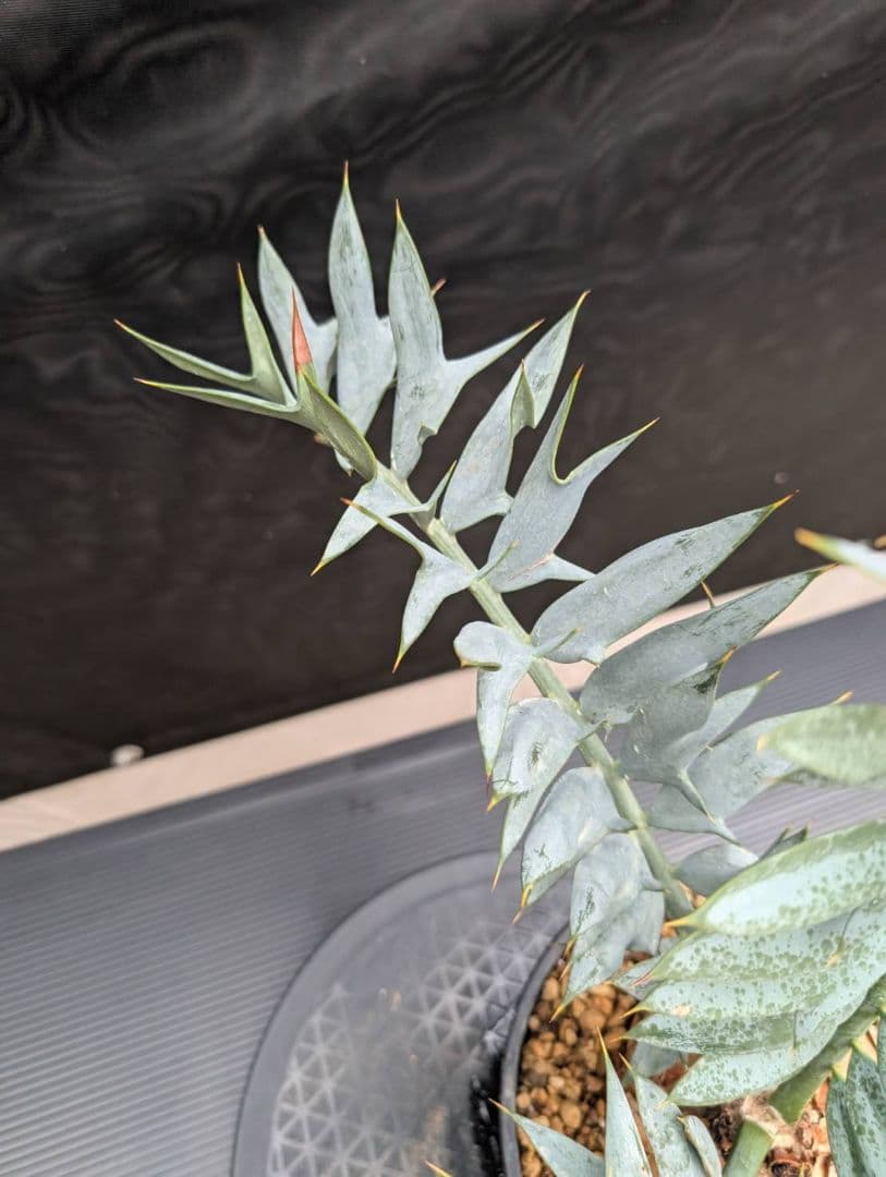 19 エンセファラルトス ホリダス オレンジ肌 特大 葉性最高