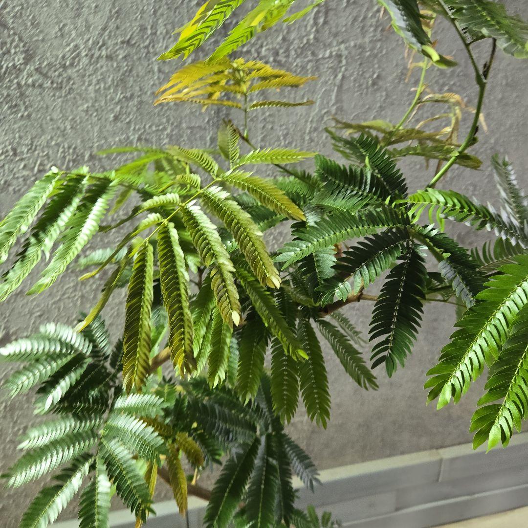 ⑤　エバーフレッシュ曲がり仕立て　8号特大苗木最高等級極上品‼️