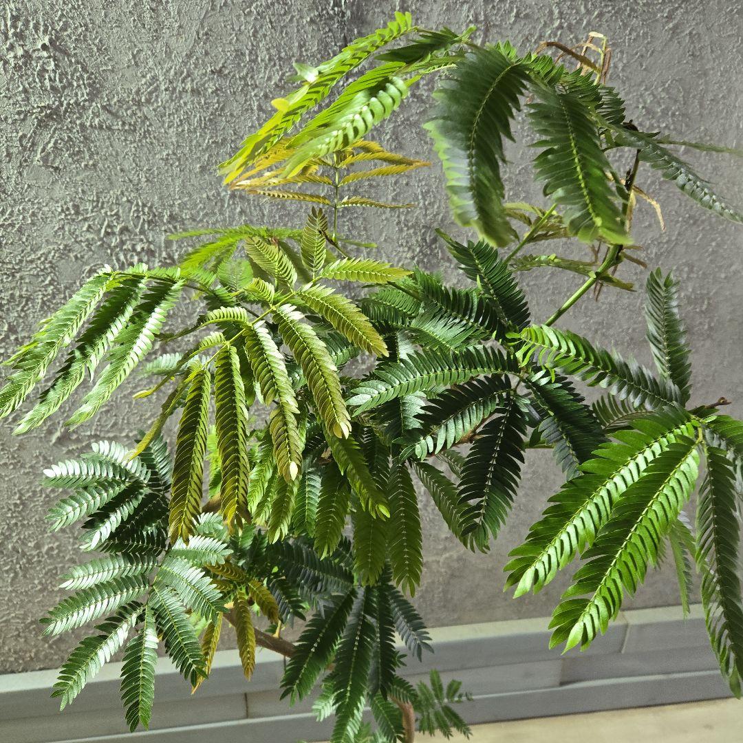 ⑤　エバーフレッシュ曲がり仕立て　8号特大苗木最高等級極上品‼️