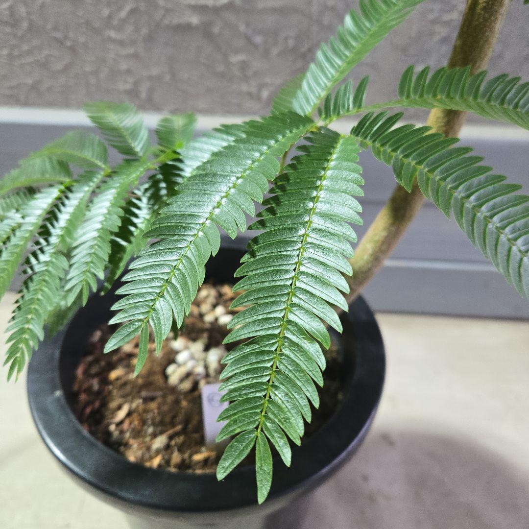 ⑤　エバーフレッシュ曲がり仕立て　8号特大苗木最高等級極上品‼️