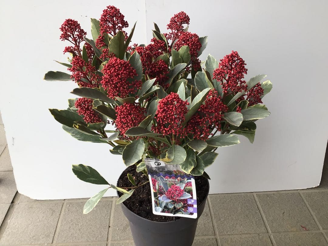 ② いい色出てます‼︎ 大株仕立ての斑入りスキミア・ベローサバリエガーター