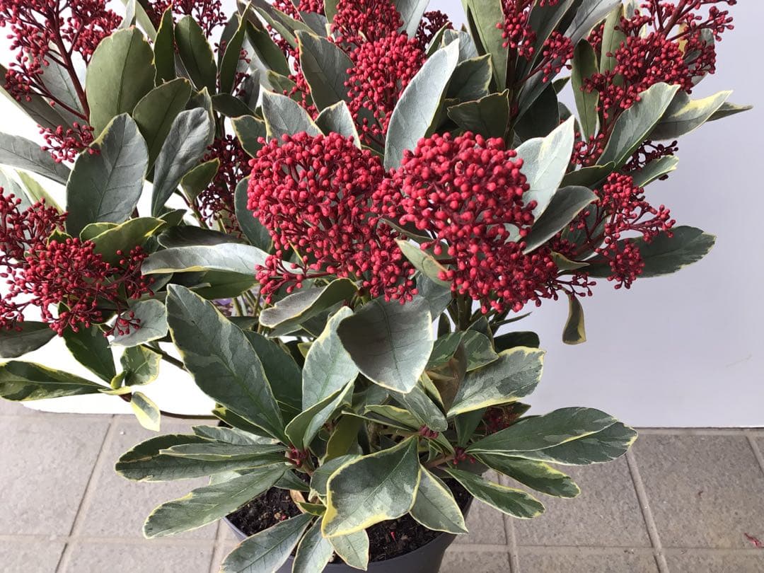 ② いい色出てます‼︎ 大株仕立ての斑入りスキミア・ベローサバリエガーター