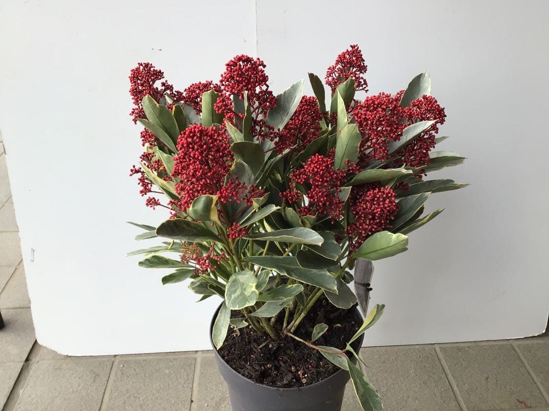 ② いい色出てます‼︎ 大株仕立ての斑入りスキミア・ベローサバリエガーター