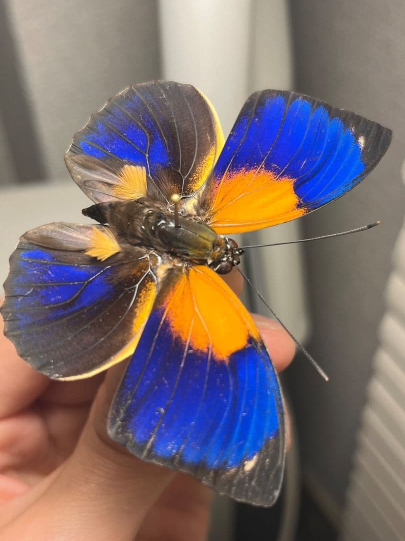 アグリアスファルキドンフルニエラ♂ ファルキドンミイロタテハ 蝶標本